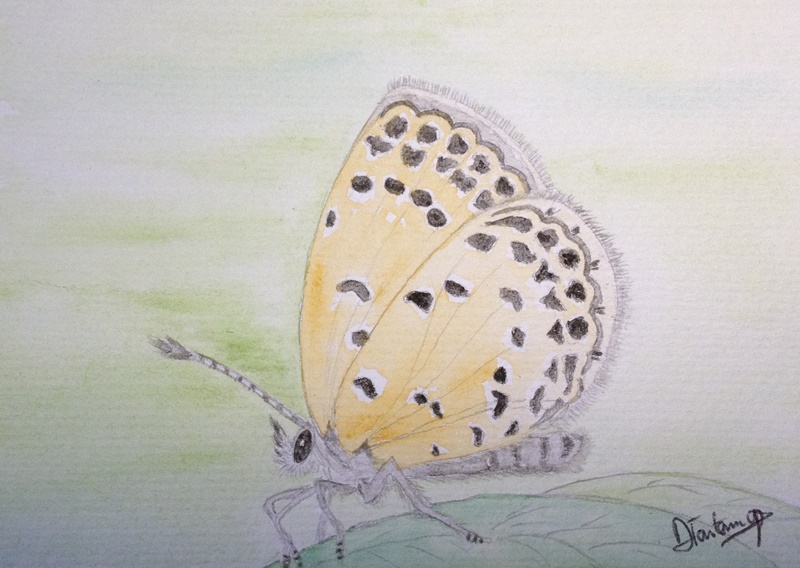 Ilustration papillon , aquarelle © Danielle Tartaruga 