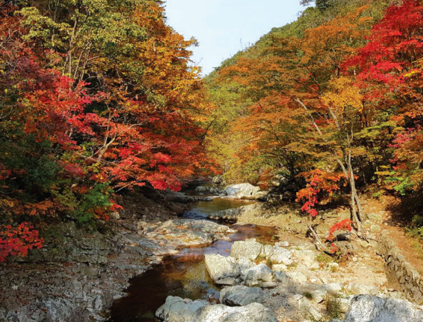 Nature and Its Healing Power : Korea.net : The official website of the of Korea