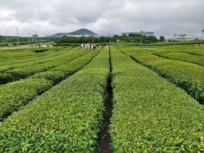 Plantation de thé Osulloc