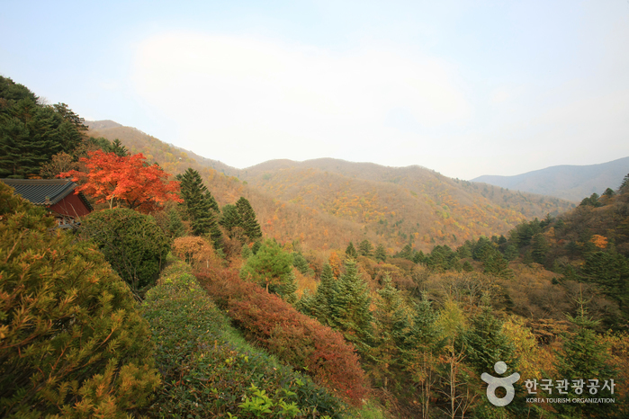 El Parque Nacional Odaesan es distinguido por sus espectaculares paisajes, especialmente durante la temporada de otoño, convirtiéndolo así en uno de los destinos más deseados por los visitantes. | Organización de Turismo de Corea