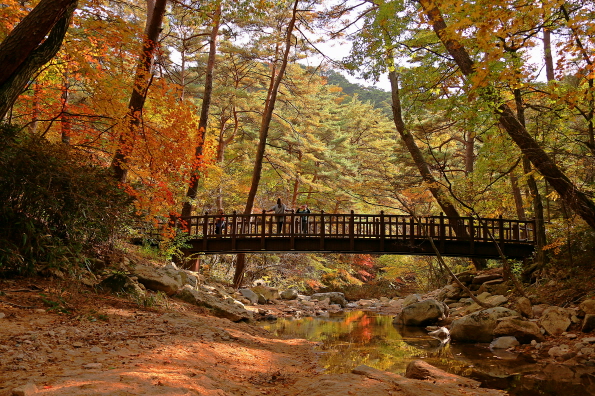 En otoño, los visitantes pueden gozar de las vistas que ofrecen los árboles durante el follaje mientras caminan por los senderos de Songnisan. | Organización de Turismo de Corea