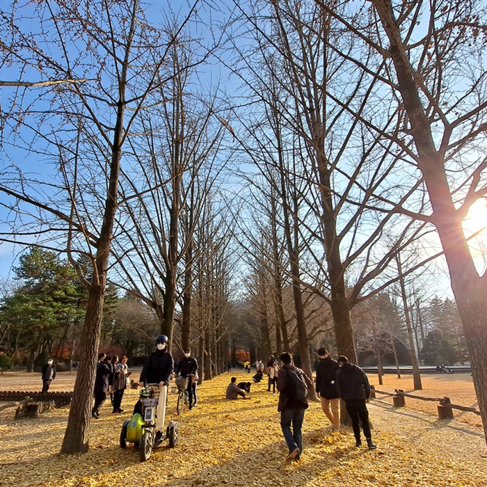 南怡岛。 韩宣网记者吕宜蓁 摄