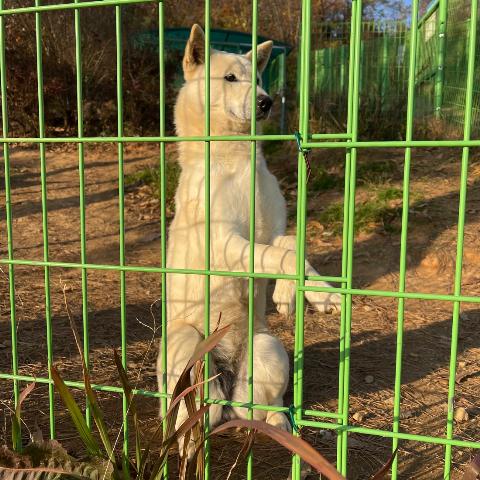 珍岛犬主题公园见到的可爱小狗。韩宣网记者赵国淞 摄