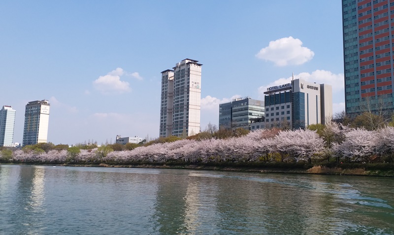 乐天世界有一款娱乐设施是可以乘船到湖上欣赏风景，在湖中欣赏樱花绝对别有一番风味。韩宣网名誉记者彭咏恩 摄
