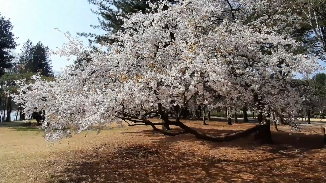 La isla fluvial Namiseom presenta exuberantes paisajes durante cada una de las 4 estaciones del año, y la primavera no es la excepción. Durante ese periodo es muy visitada tanto por coreanos como por extranjeros que buscan admirar la belleza de los cerezos.