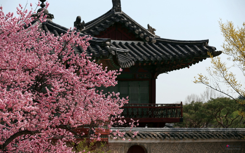 El palacio Changgyeonggung, construido en el año 1104 por el rey Sejong alberga la mayor cantidad de árboles de cerezo de todos los palacios ubicados en Seúl.