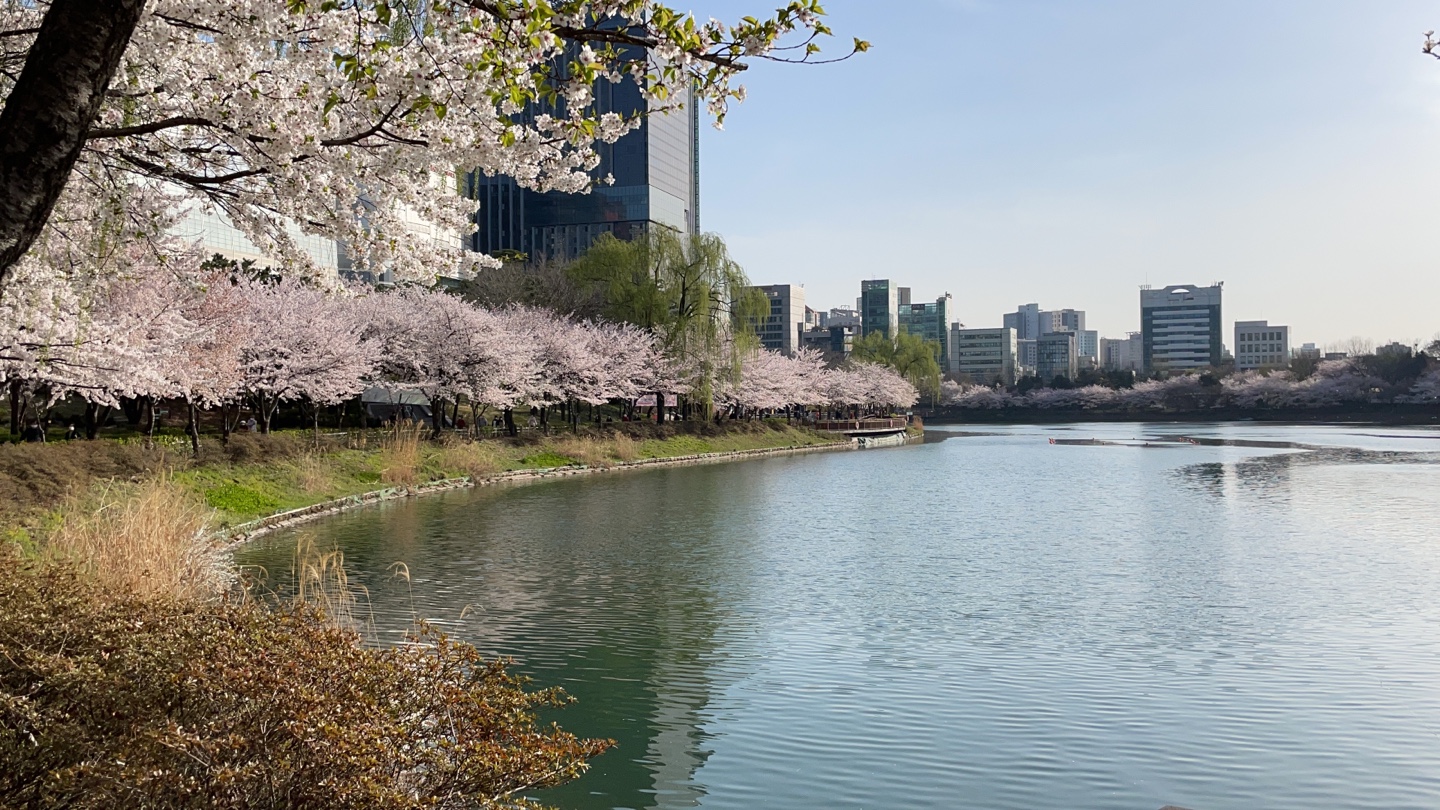 Flores de cerezo que resaltan la belleza del Lago Seokchon