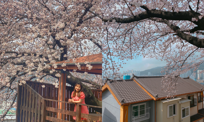 Busan là một trong những thành phố nổi tiếng với nhiều địa điểm ngắm hoa anh đào đẹp