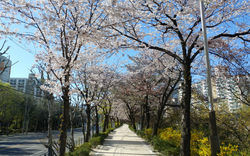 En primavera Seúl bulle de vida y colores y olores. Me recuerdo caminando entre ese jardín en el que se convierte Seúl a mediados de abril. La imagen corresponde a un camino de cerezos en flor a la orilla del riachuelo Uicheon (a la derecha, no visible en la imagen) en el distrito capitalino de Dobong-gu.