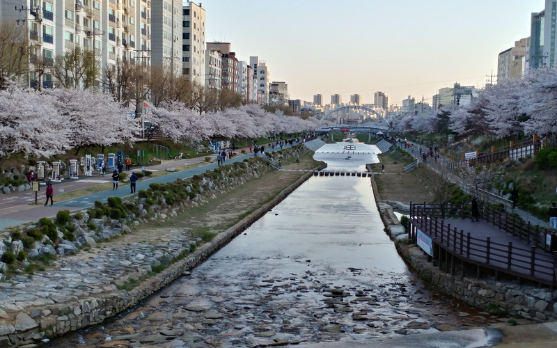 El riachuelo Bulgwancheon, que se extiende por varios kilómetros en el distrito de Eunpyeong-gu, es uno de los principales sitios capitalinos para disfrutar de los cerezos en flor durante la primavera. 