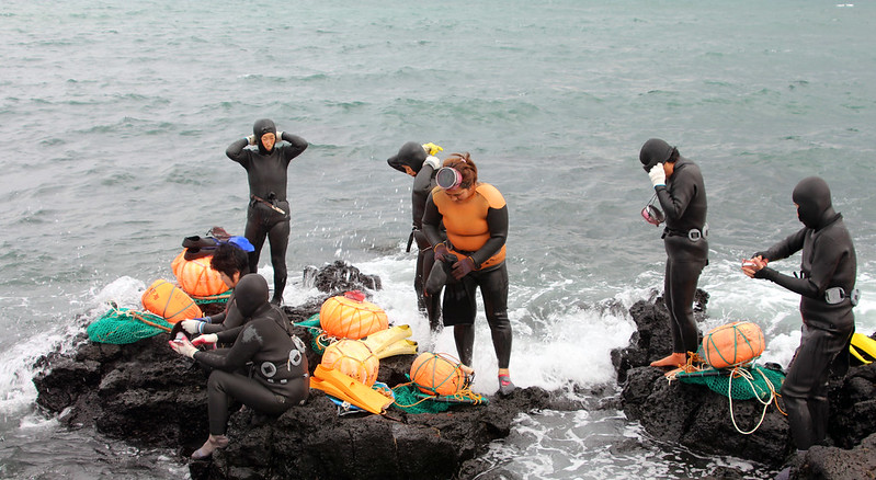 Trời ấm, các “hải nữ” ở đảo Jeju bắt đầu đi lặn biển. (Ảnh: Korea.net)