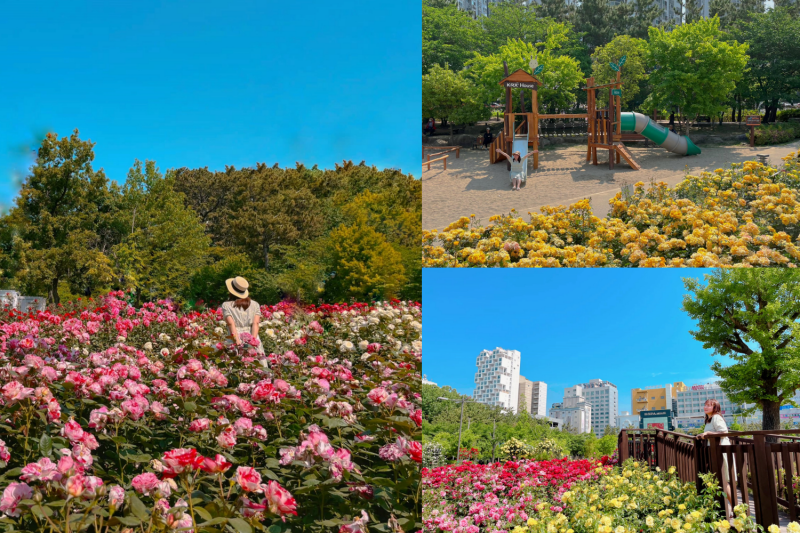 Hoa hồng ở Vườn hồng Hwamyeong-dong, quận Buk-gu, thành phố Busan. (Ảnh: Nguyễn Mai Hạnh)