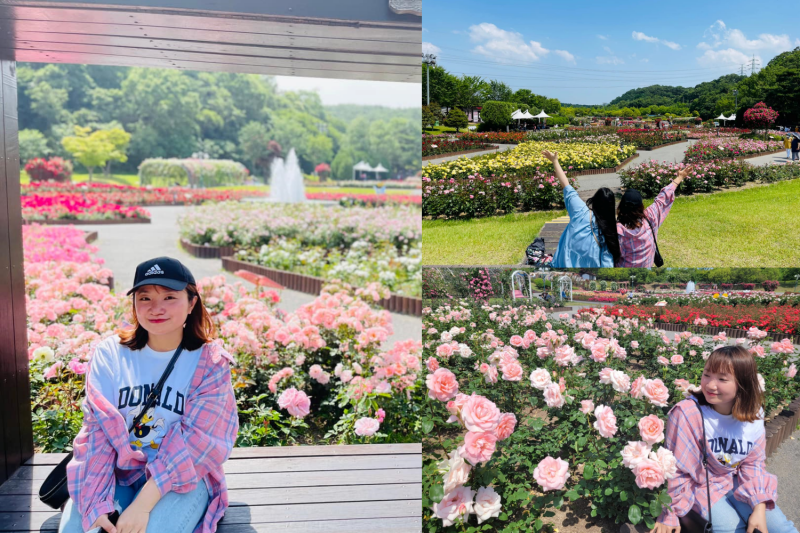 Lễ hội hoa hồng ở thành phố Ulsan. (Ảnh: Nguyễn Mai Hạnh)