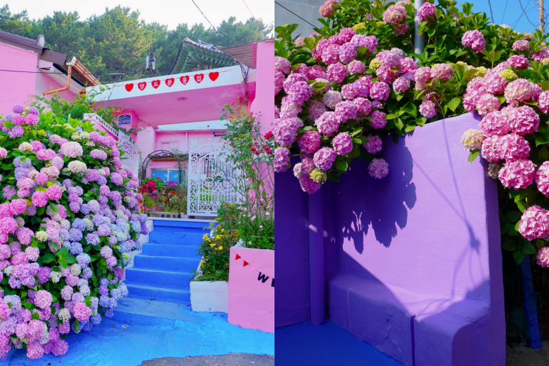Hai địa điểm check-in cực kì nổi tiếng ở Busan mùa hoa cẩm tú cầu năm nay. (Ảnh: Nguyễn Mai Hạnh)