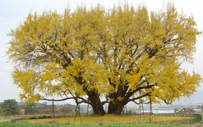 Árbol de ginkgo en Bangye-ri, ciudad de Wonju 