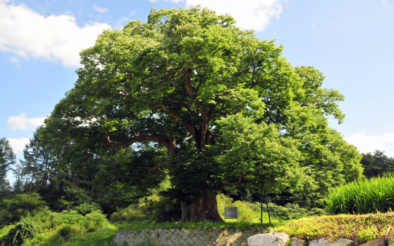 Zelkova de hoja de sierra en Daean-ri, Wonseong 