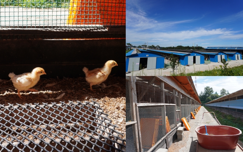 Trang trại trứng gà thân thiện với môi trường với những chú gà được chăm sóc chu đáo từ khi mới nở. (Ảnh: Nguyễn Mai Hạnh)