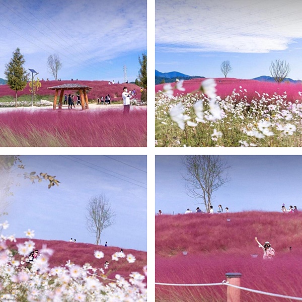 陕川新邵阳体育公园内的粉黛乱子草。图片来源：韩国庆尚南道政府官方微博 