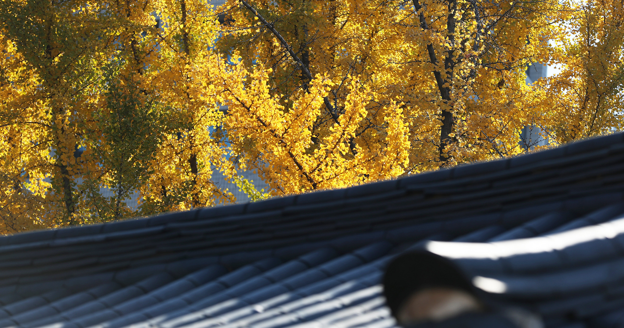 El follaje amarillo es característico de Corea durante el otoño, el cambio de color de las hojas es uno de los espectáculos más hermosos que ofrece el país. 