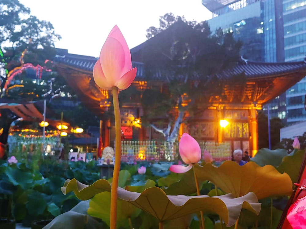 La foto es una muestra de las flores de loto colocadas en el Templo Budista Jogyesa ubicado en el distrito de Jongno-gu en Seúl. | Angie Julieth Hong Sanabria