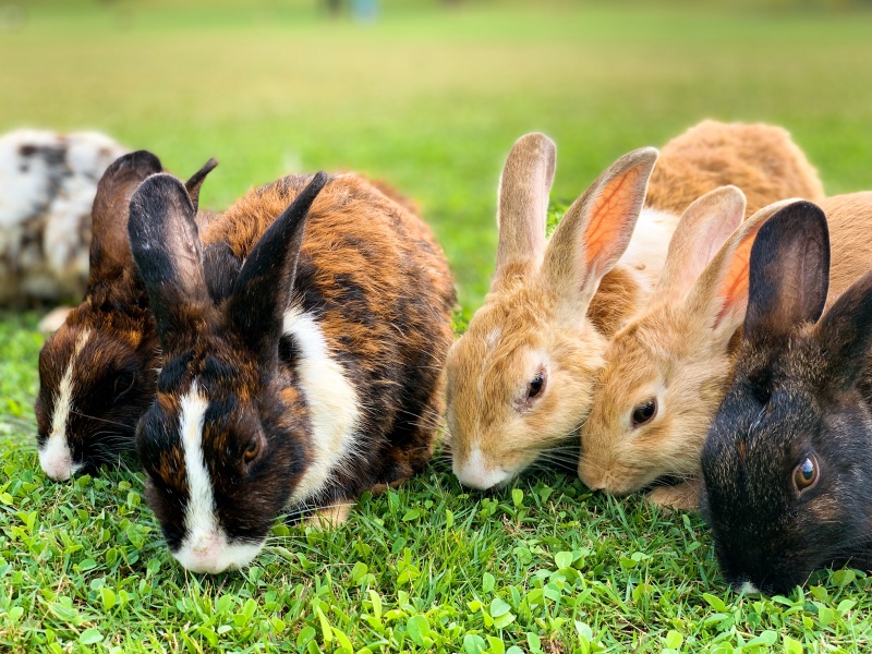 Thỏ là loài động vật đẻ nhiều con, do vậy chúng đại diện cho sự sinh sôi, nảy nở và những khởi đầu thuận lợi trong năm mới. (Ảnh: Unsplash)