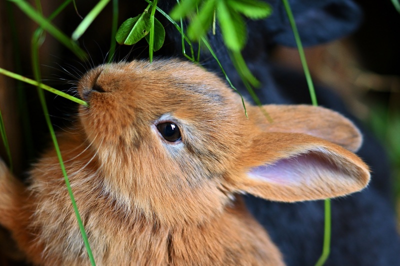 Người Hàn cho rằng những ai sinh vào năm thỏ thường có tính cách tốt bụng, đa cảm, ôn hòa, hóm hỉnh, tài trí, tuy đôi lúc hơi thụ động, yếu đuối. (Ảnh: Pixabay)