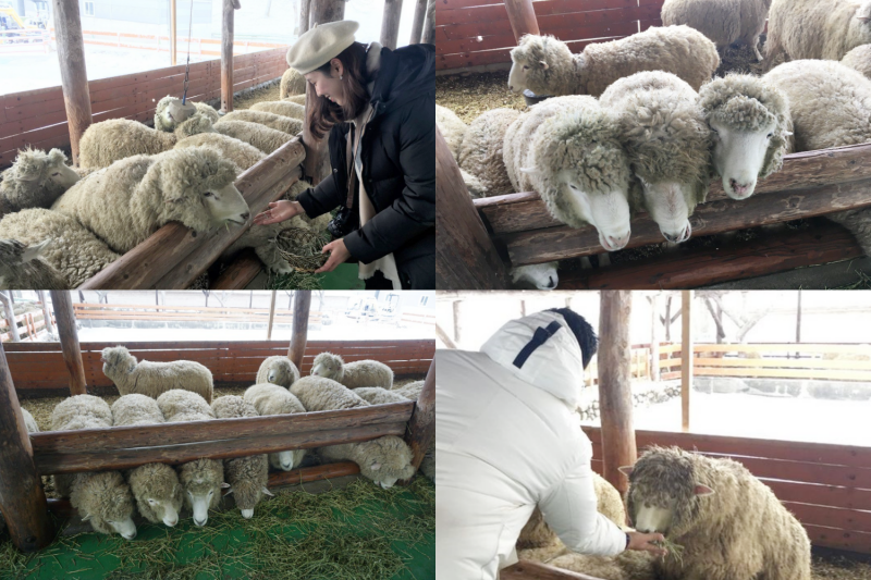 Cho cừu ăn cỏ là 1 hoạt động giải trí nổi bật tại trại cừu Daegwallyeong, việc này giúp con người gắn kết tình cảm một cách lành mạnh hơn với môi trường sống. (Ảnh: Đỗ Kim Phúc, Biên tập: Vũ Đỗ Hải Hà)