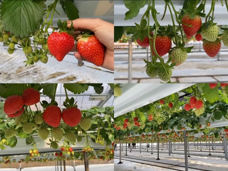 Những trái dâu chín, đỏ mọng lấp ló dưới tán lá khiến cho mình chỉ muốn được hái hết mang về. (Ảnh: Nguyễn Hà Linh)
