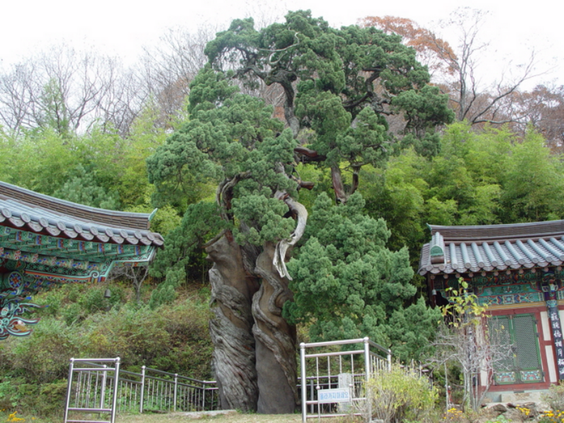 Enebros chinos en el templo Songgwangsa en la ciudad de Suncheon