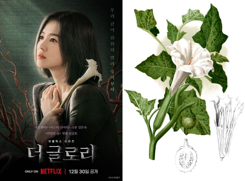 Cà độc dược (tên khoa học: Datura metel) được xuất hiện trong bộ phim truyền hình “The Glory” với nhiều ý nghĩa sâu sắc. (Ảnh phải: Netflix, Ảnh trái: Wikimedia Commons)