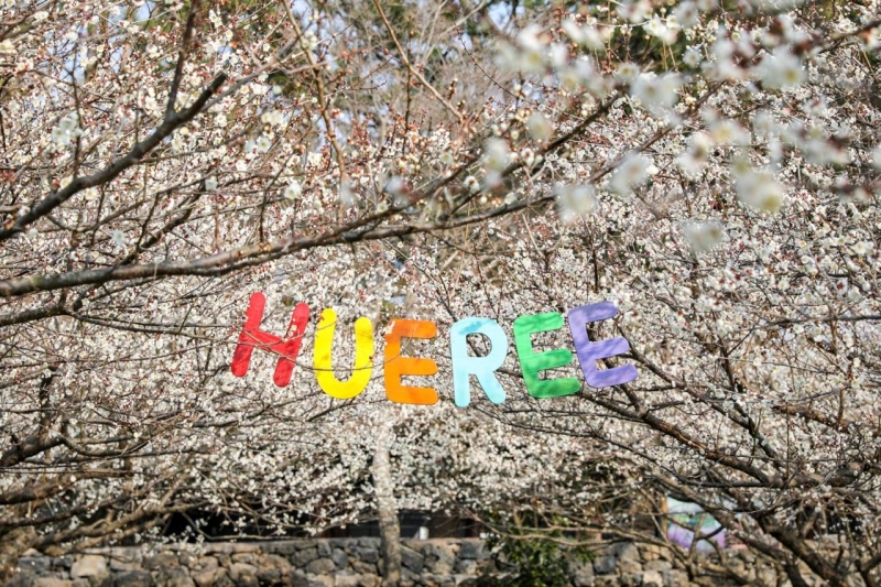 Lễ hội hoa mận ở công viên Hueree, thành phố Seogwipo, đảo Jeju. (Ảnh: Trang Facebook của Tổng cục u lịch Jeju)