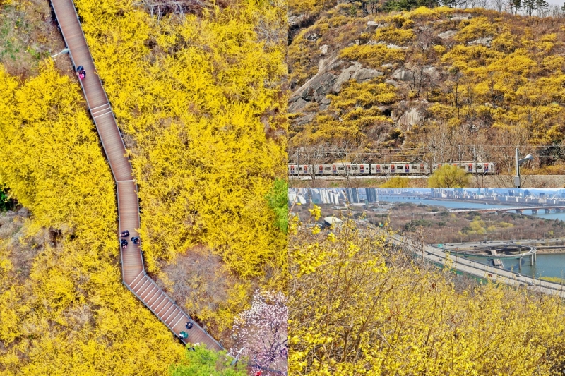 Hoa chuông vàng trên núi Eungbong, quận Seongdong-gu, thành phố Seoul. (Ảnh: Chính quyền thành phố Seoul)