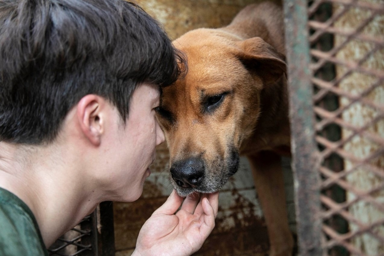 Sauvetage de chiens dans une ferme. © Humane Society International