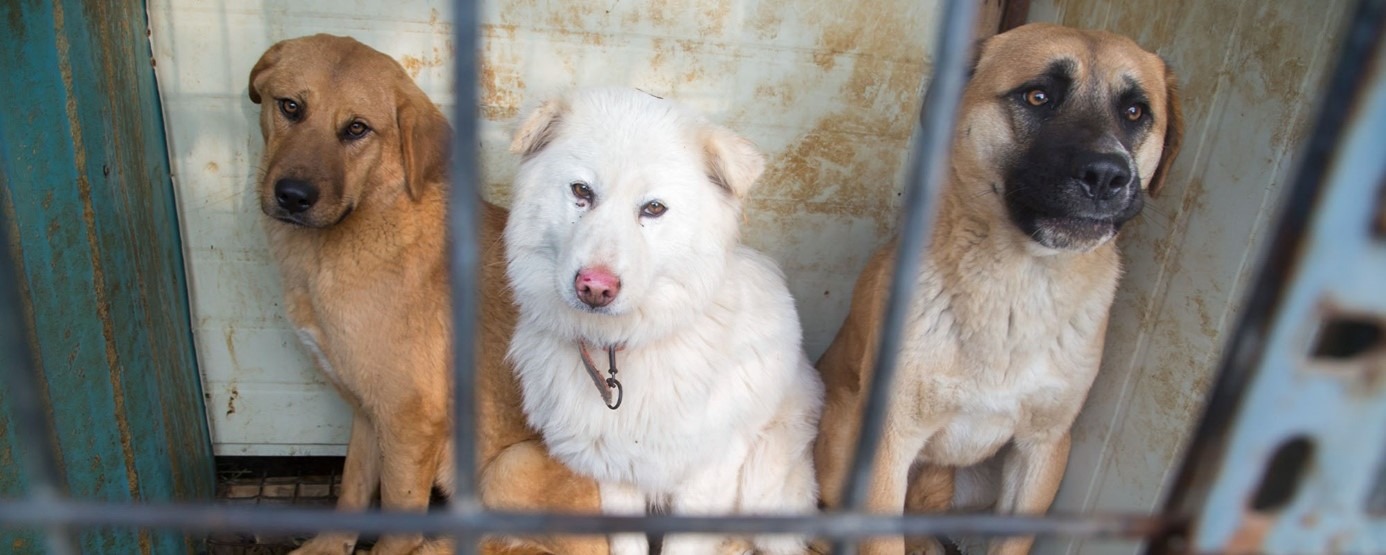 Sauvetage de chiens par l'association Humane Society International. © Lee Jae-Won pour Humane Society International