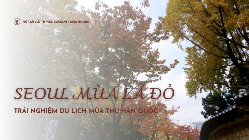 Vào mùa thu, khắp đường phố và núi đồi ở Hàn Quốc được nhuộm những sắc màu rực rỡ bởi lá phong và các hàng cây ngân hạnh. (Ảnh: Trần Hải Anh)