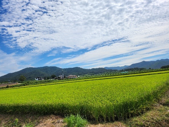 Rizières près de Hahoe.