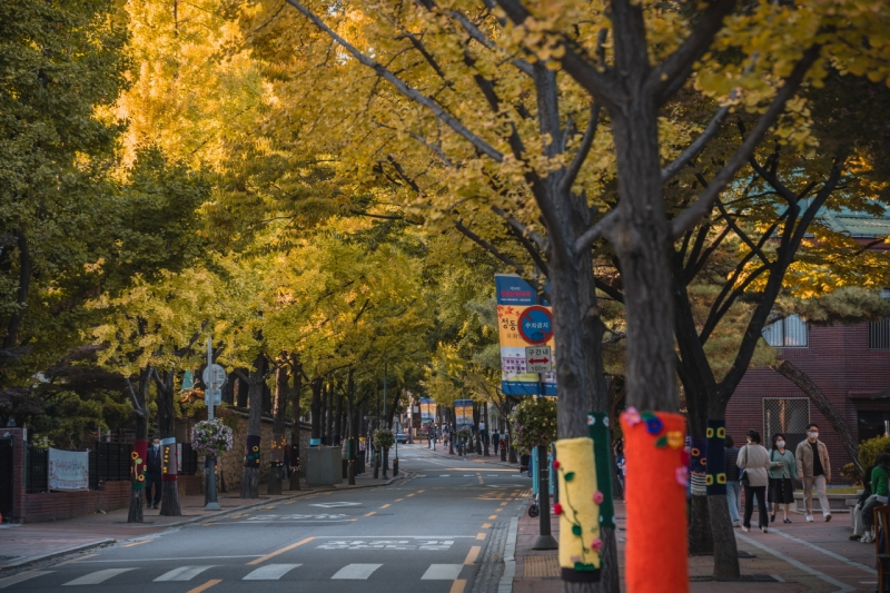 Árboles abrigados con tejidos en la calle de Jeongdong-gil, Corea del Sur | Sitio oficial del Gobierno Metropolitano de Seúl