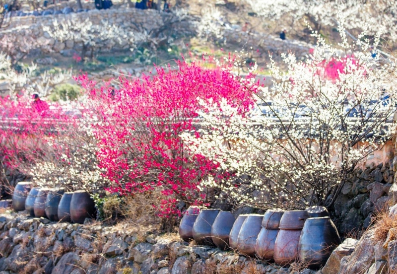Цветение сливы в деревне «Мэхва маыль» в Кванъяне. / Фото: Сайт администрации города Кванъян