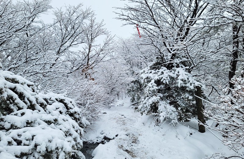汉拿山白色壮丽的雪景仿佛是一个被雪花覆盖的童话世界。韩宣网名誉记者张欣蕾 摄