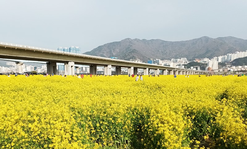 洛东江的油菜花田的美景。韩宣网名誉记者彭咏恩 摄