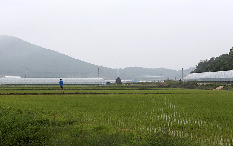 Тано – праздник в честь окончания посадочных работ. / Фото: Korea.net