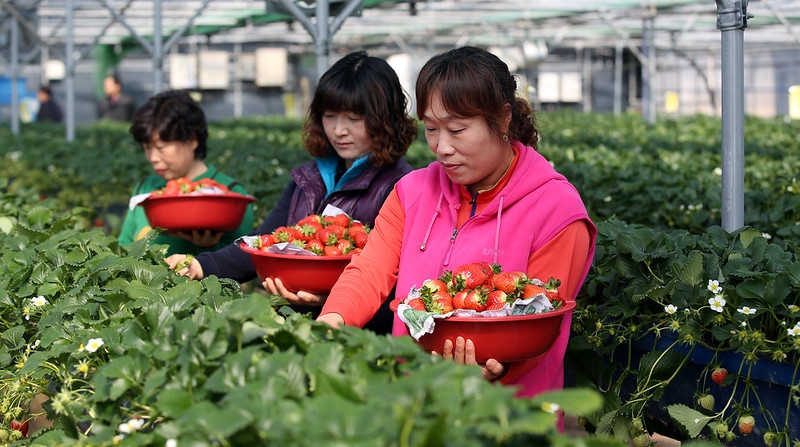 Сбор урожая на клубничной ферме в Корее. / Фото: Korea.net
