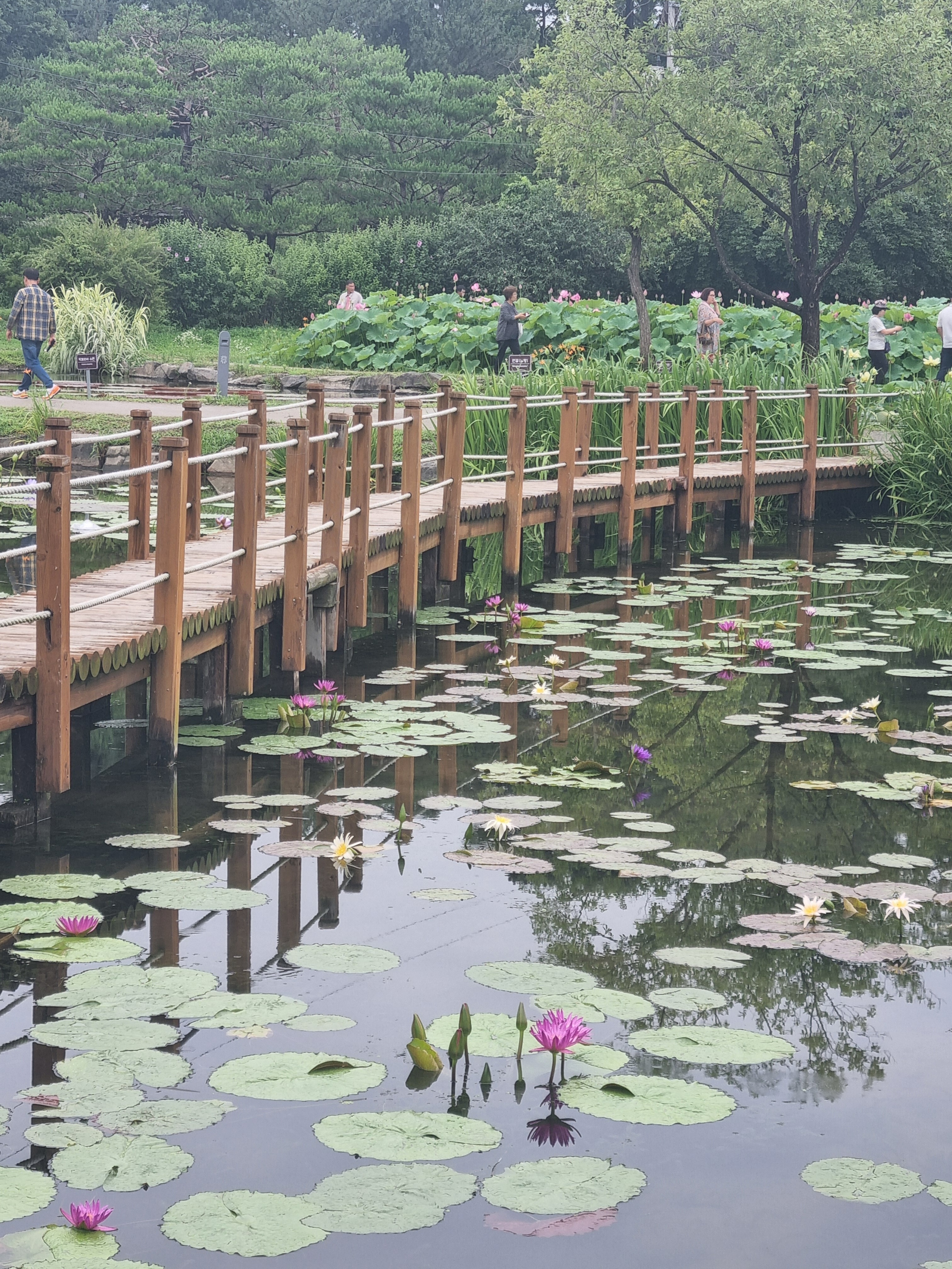 Au festival des lotus de Buyeo. © Caroline Brami