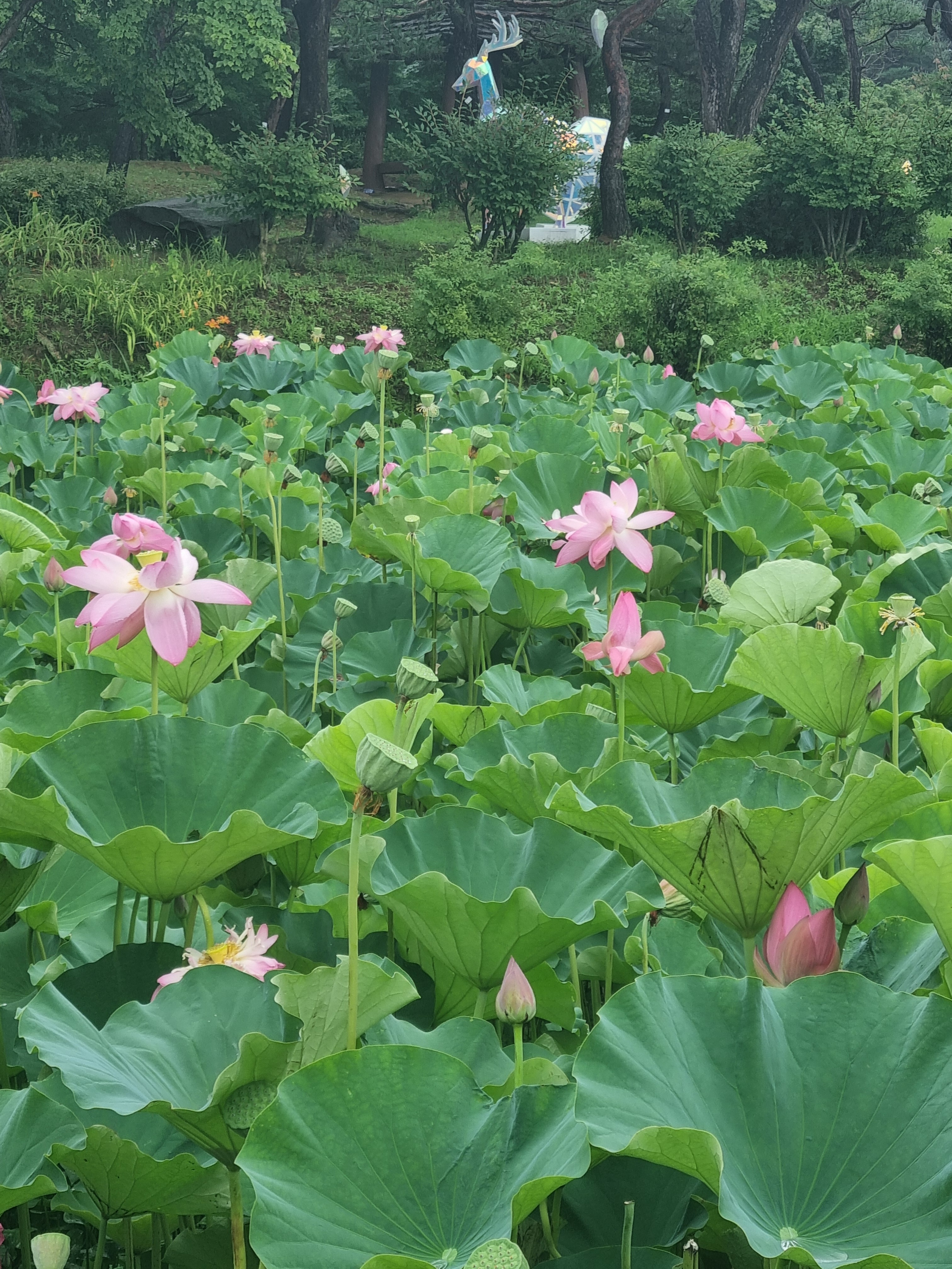 Fleurs de lotus. © Caroline Brami