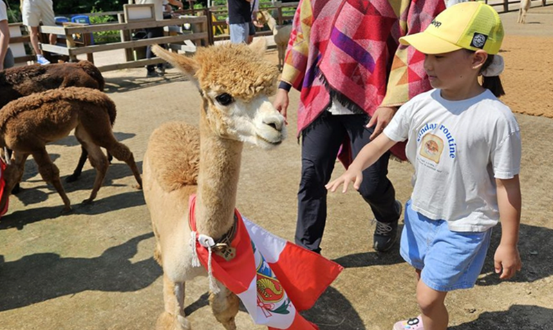 La foto muestra a una niña peruana jugando con una alpaca, durante el evento de conmemoración del Día de la Alpaca, realizado el 4 de agosto en Alpaca World.  
