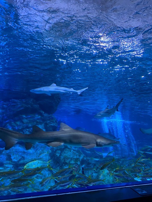 Face à face avec les requins au COEX Aquarium, vraiment une expérience palpitante ! © Oumaima Latrech