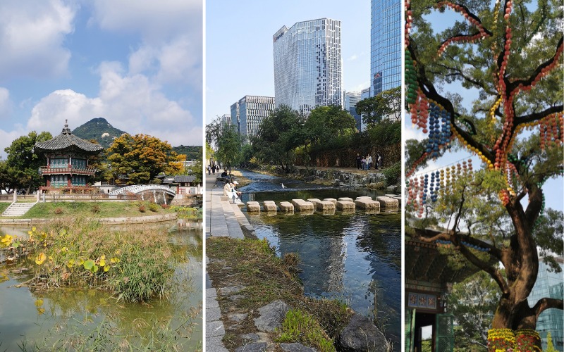 Dans les jardins du Gyeongbokgung, le long Cheonggyecheon Stream et dans l'enceinte du temple Jogyesa.  © Alexia Ponsonnet