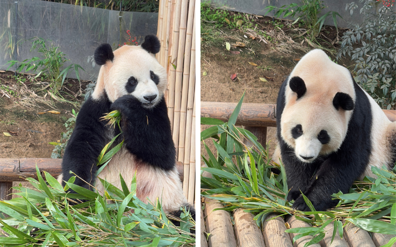 Zum Verlieben süß: Mama-Panda Ai Bao in Panda World Korea