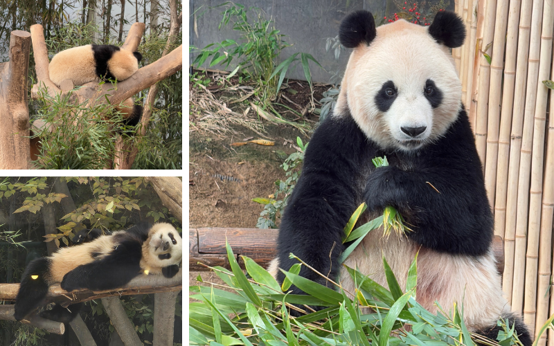 Ai Bao (geboren 2013) und ihrem Partner Le Bao (2012), dem einzigen Riesenpanda-Paar in Korea.