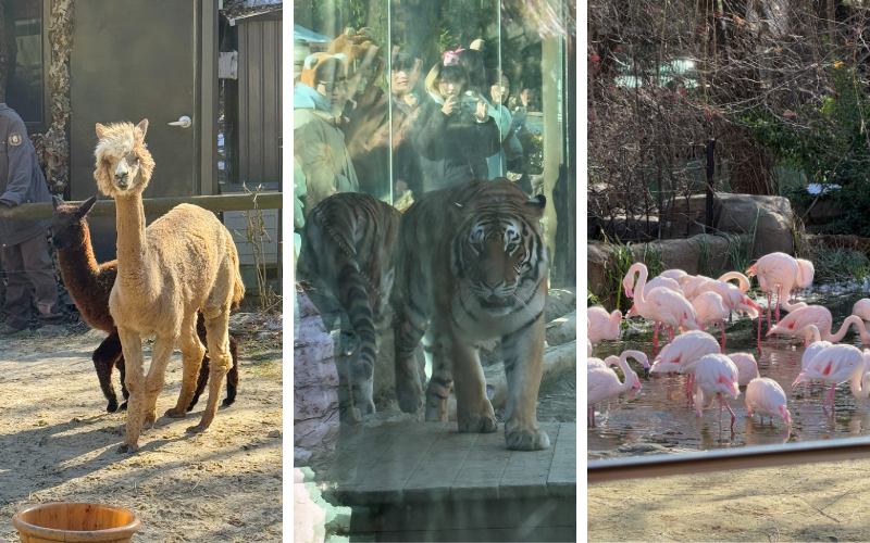 Der Zoo in Yongin bei Seoul beheimatet eine Vielzahl von Tieren